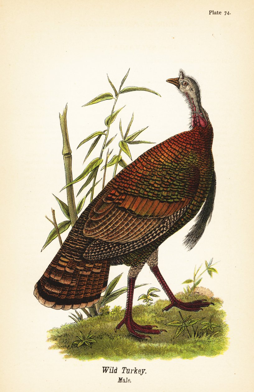 Vadpulyka, Meleagris gallopavo, hím alkotó: John James (after) Audubon