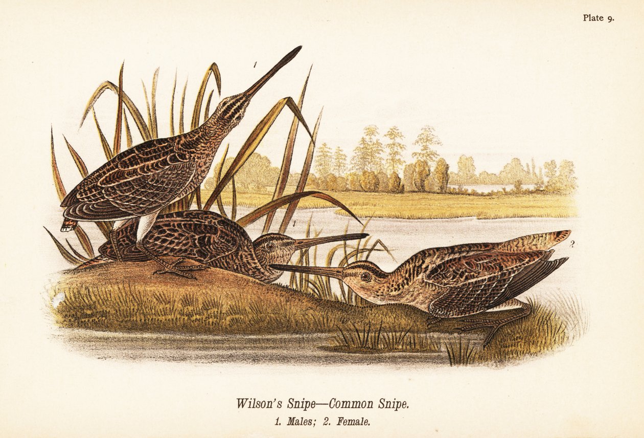 Wilson szalonka vagy közönséges szalonka, Gallinago delicata, hímek 1, nőstények 2 alkotó: John James (after) Audubon