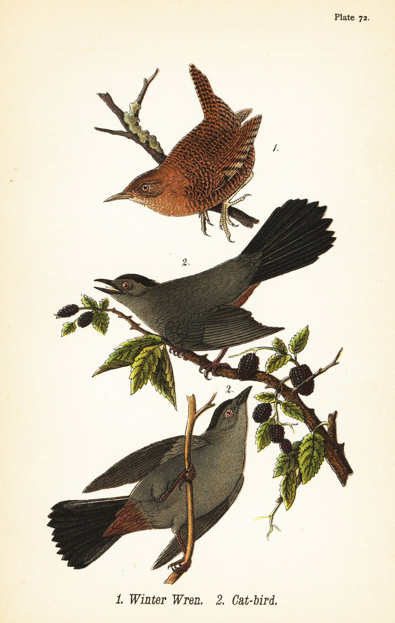 Téli üröm, Troglodytes hiemalis 1 és szürke macskamadár, Dumetella carolinensis macskamadár 2 alkotó: John James (after) Audubon