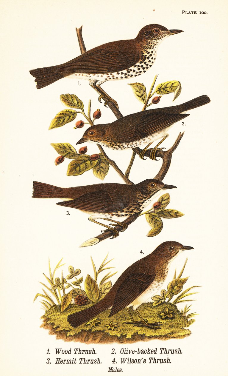 Erdei rigó, Hylocichia mustelina 1, Swainson-rigó, Catharus ustulatus 2, olajbogyó-hátú rigó vagy remeterigó, Catharus guttatus 3 és sárgarigó vagy Wilson-rigó, Catharus fuscescens 4 alkotó: John James (after) Audubon