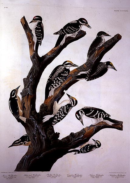 Harkályok, "Amerika madarai"-ból, metszett: Robert Havell (1793-1878) 1838 (színes metszet) alkotó: John James (after) Audubon