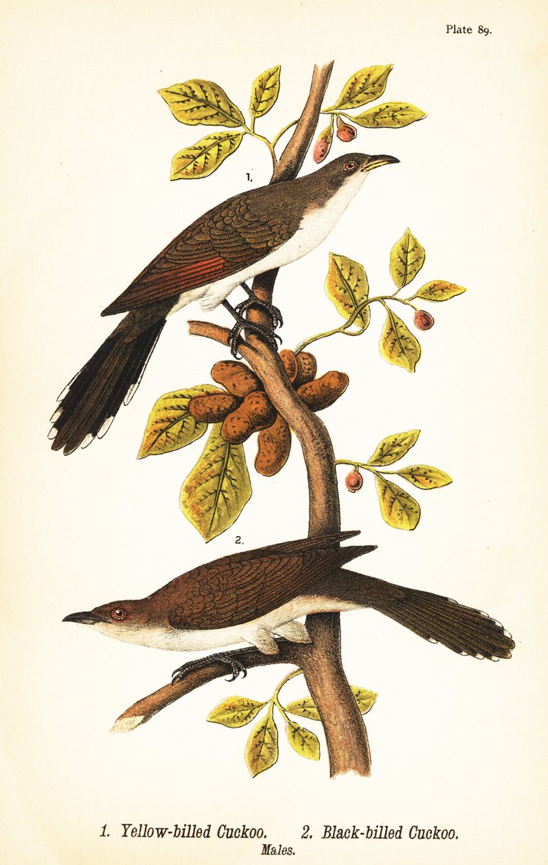 Sárgacsőrű kakukk, Coccyzus americanus 1 és feketecsőrű kakukk, Coccyzus erythropthalmus 2, hímek alkotó: John James (after) Audubon