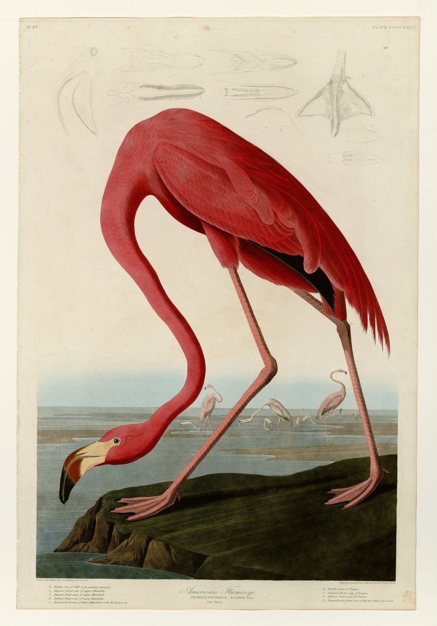 431 Amerikai flamingó alkotó: John James Audubon