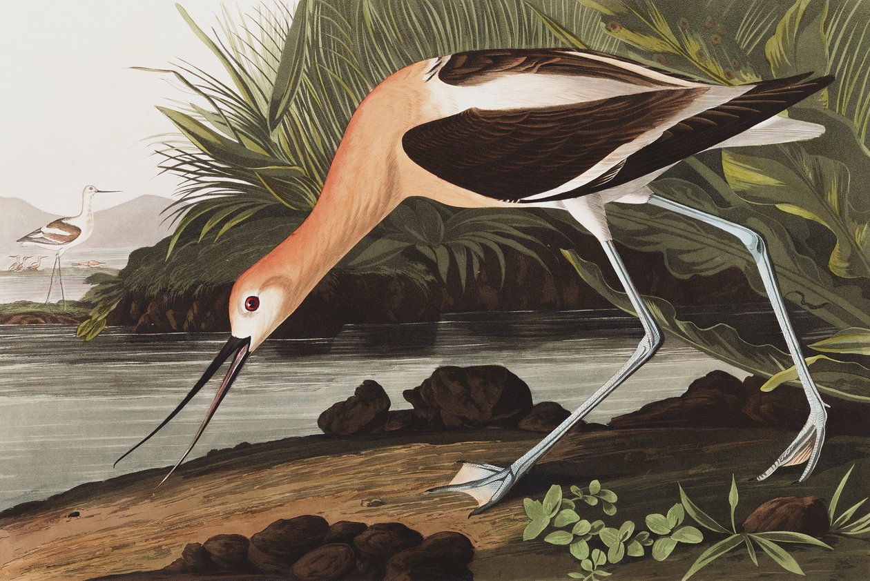 American Avocet, Recurvirostra Americana, a "The Birds of America"-ból, John J. Audubon, pub. 1827-38 alkotó: John James Audubon