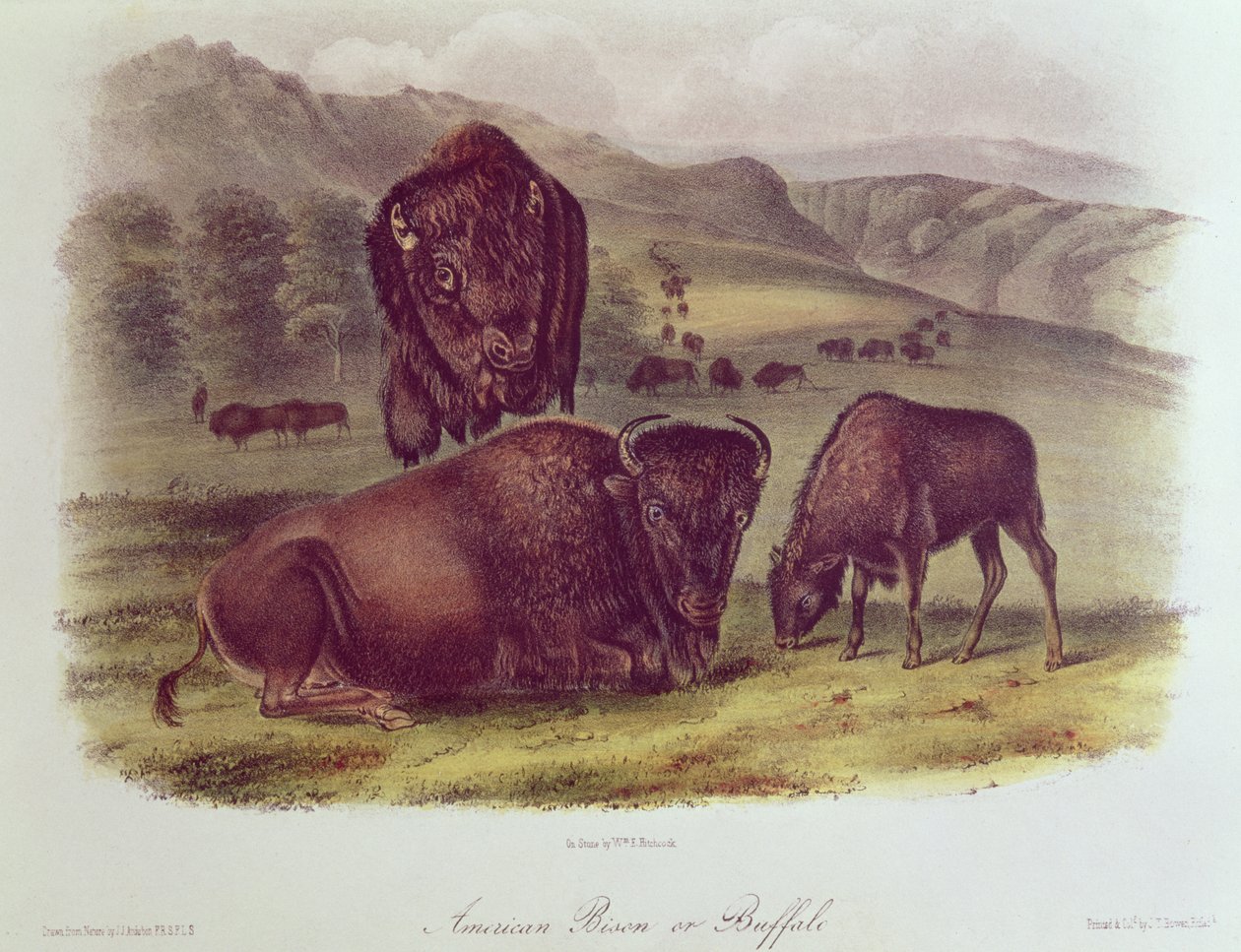 Amerikai bölény vagy bölény, az "Észak-Amerika négylábúi" című könyvből, 1842-45. alkotó: John James Audubon