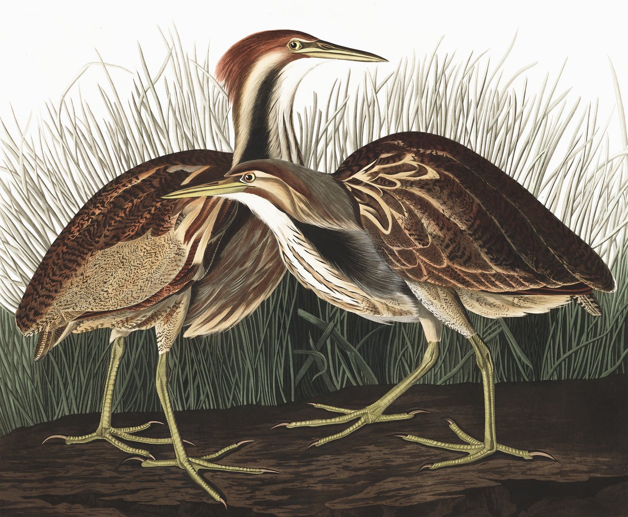 American Bittern, Botaurus Lentiginosus, a "The Birds of America"-ból, John J. Audubon, pub. 1827-38 alkotó: John James Audubon