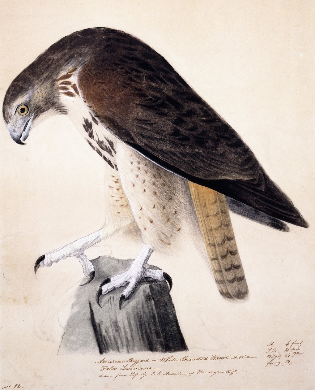 amerikai ölyv vagy fehérmellű sólyom, alkotó: John James Audubon