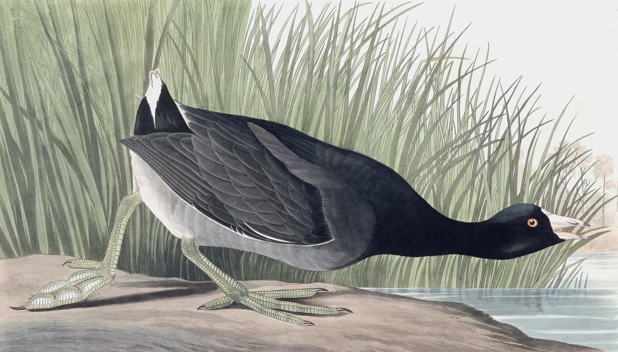 American Coot, Fulica Americana, a "The Birds of America"-ból, John J. Audubon, pub. 1827-38 alkotó: John James Audubon