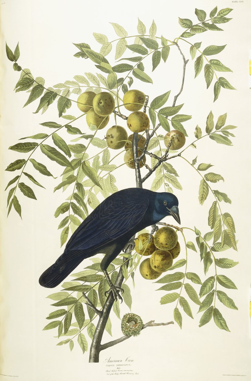American Crow, 1833 alkotó: John James Audubon