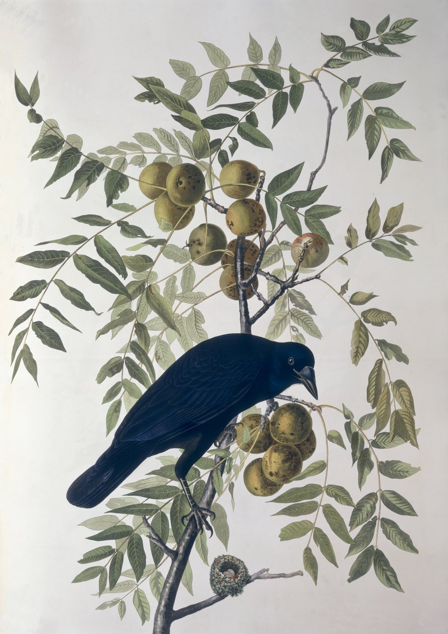 American Crow, a Birds of America-tól alkotó: John James Audubon