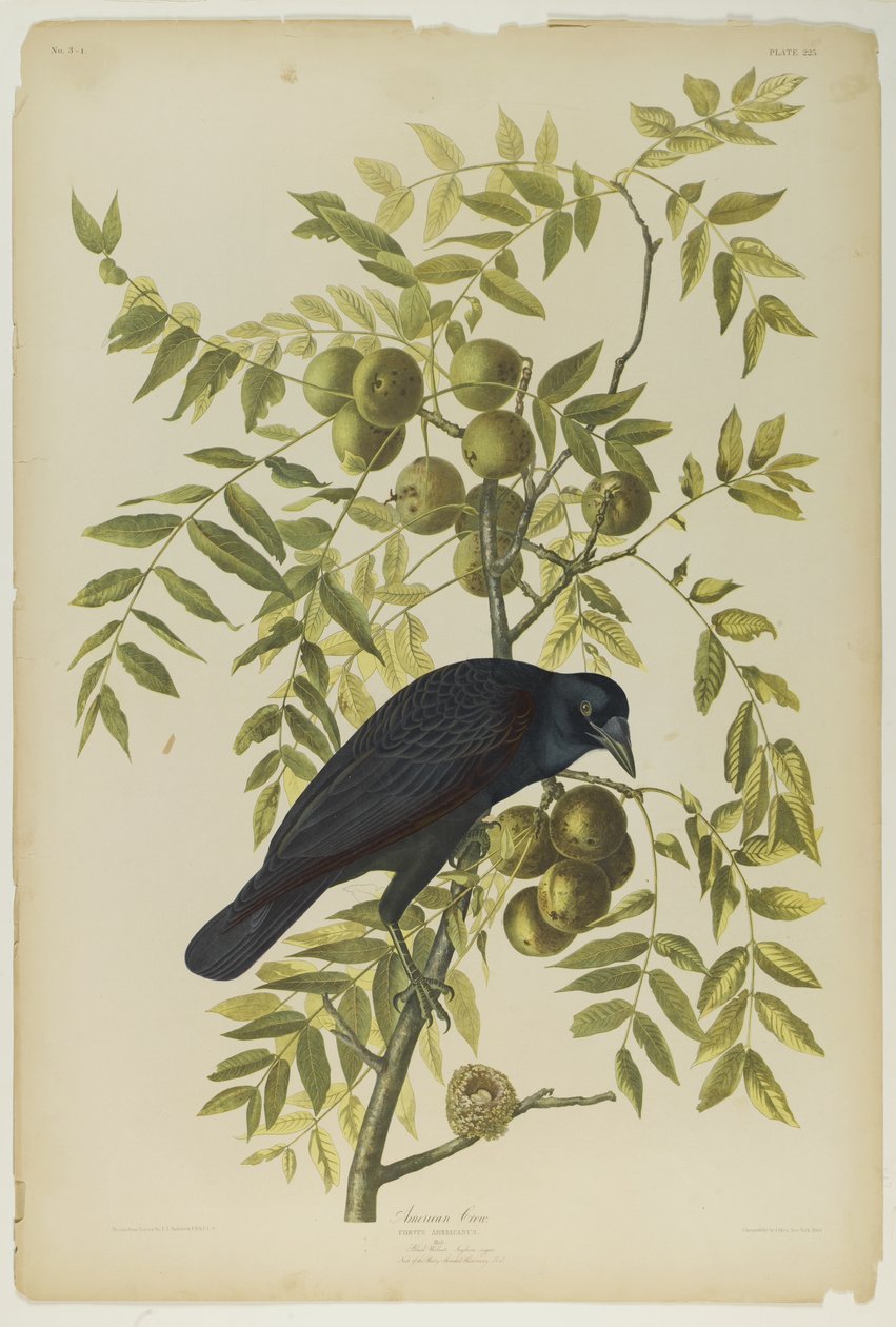 American Crow, nyomta Julien Bien és adta ki Roe Lockwood & Son, 1861 (kromolitográfia) alkotó: John James Audubon