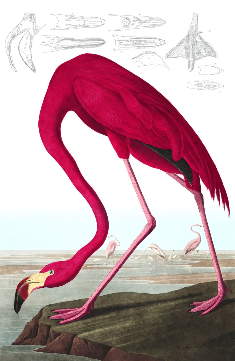 Amerikai flamingó, Phoenicopterus Ruber, a "The Birds of America"-ból, John J. Audubon, pub. 1827-38 (kézzel színezett metszet) alkotó: John James Audubon