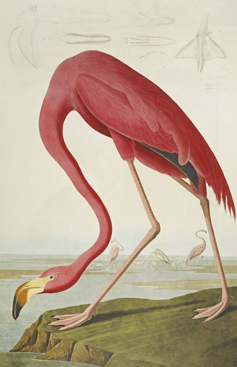 American Flamingo, a "The Birds of America"-ból alkotó: John James Audubon