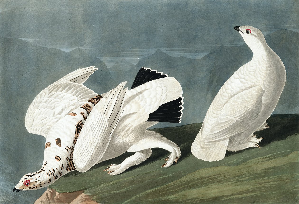 American Ptarmigan, Tetrao Mutus: White Tailed Grous, Tetrao Leucurus, a "The Birds of America"-ból, John J. Audubon, pub. 1827-38 alkotó: John James Audubon