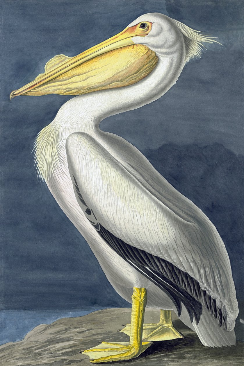 Amerikai fehér pelikán, Pelecanus Erythrorhynchos, a "The Birds of America" című filmből, John J. Audubon, pub. 1827-38 alkotó: John James Audubon