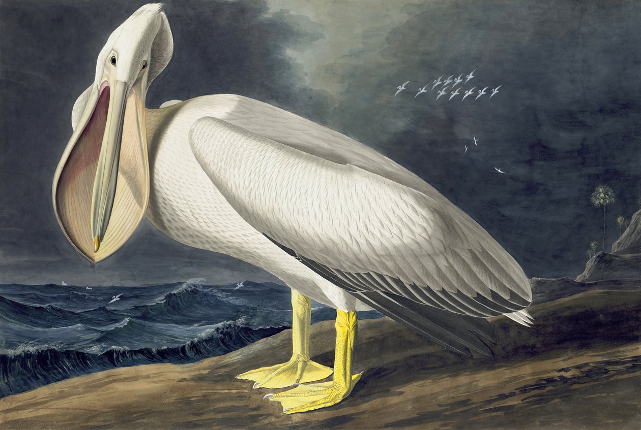Amerikai fehér pelikán, Pelecanus Erythrorhynchos, a "The Birds of America" című filmből, John J. Audubon, pub. 1827-38 alkotó: John James Audubon