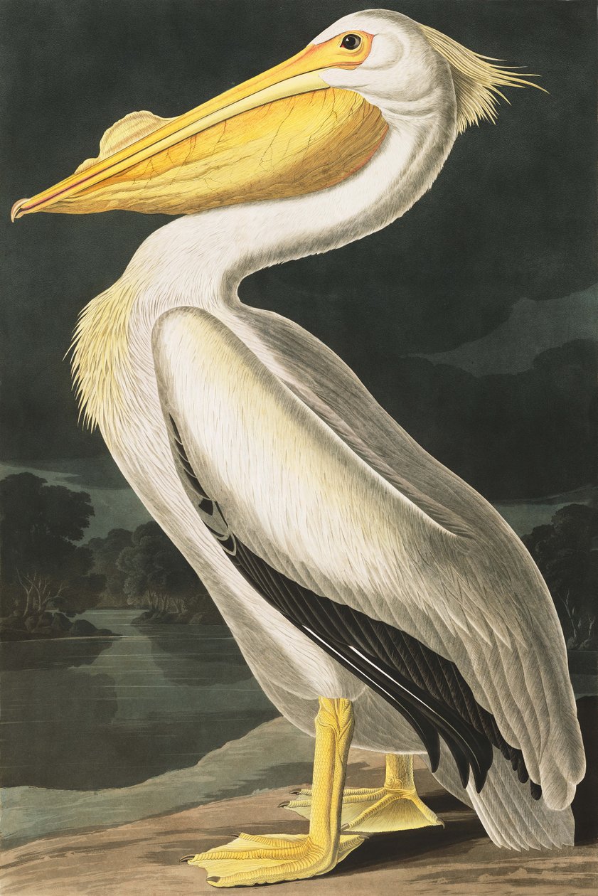 Amerikai fehér pelikán, Pelecanus Erythrorhynchos, a "The Birds of America" című filmből, John J. Audubon, pub. 1827-38 alkotó: John James Audubon