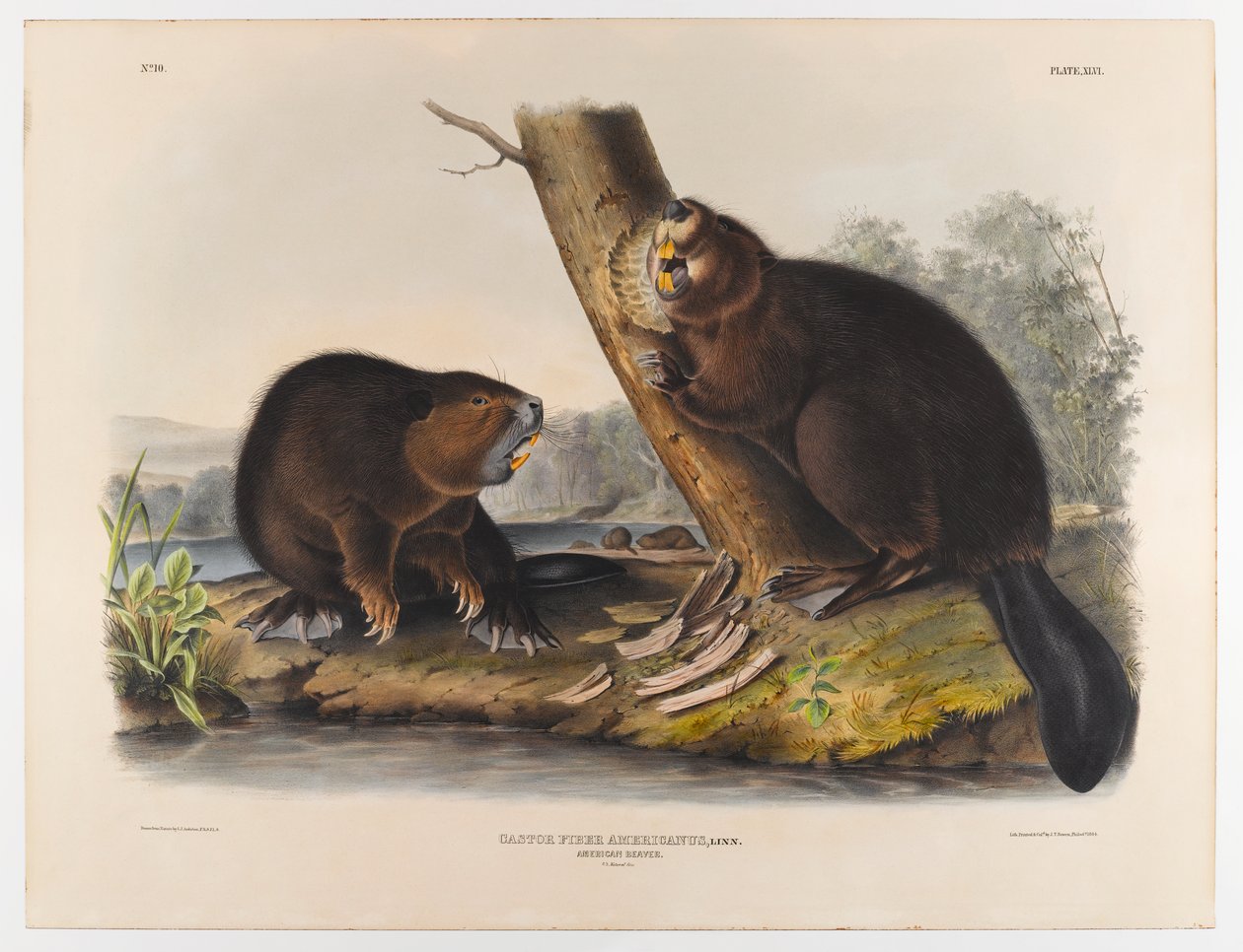 Amerikai hód, 1844 alkotó: John James Audubon