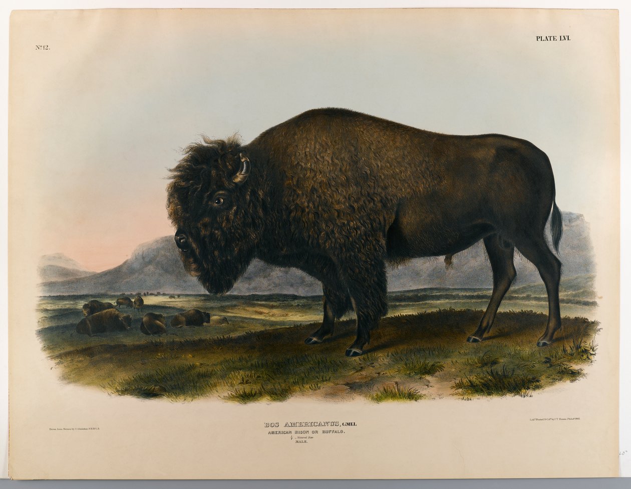 Amerikai bölény vagy bivaly alkotó: John James Audubon