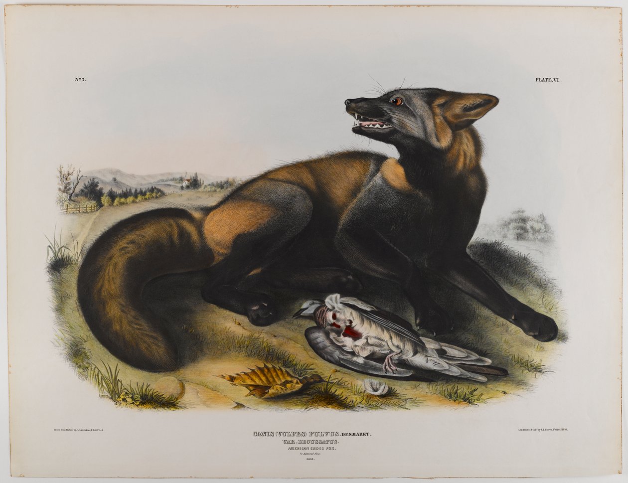 Amerikai keresztróka alkotó: John James Audubon