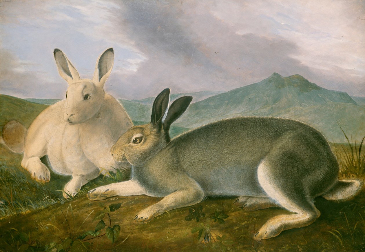 Sarki nyúl alkotó: John James Audubon