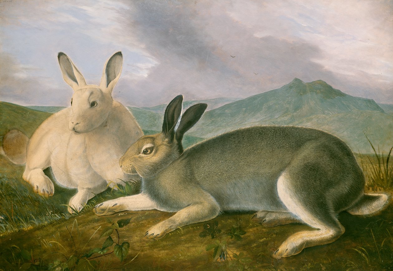 Arctic Hare, 1841 körül (toll és fekete tinta akvarellel és olajfestékkel papíron) alkotó: John James Audubon