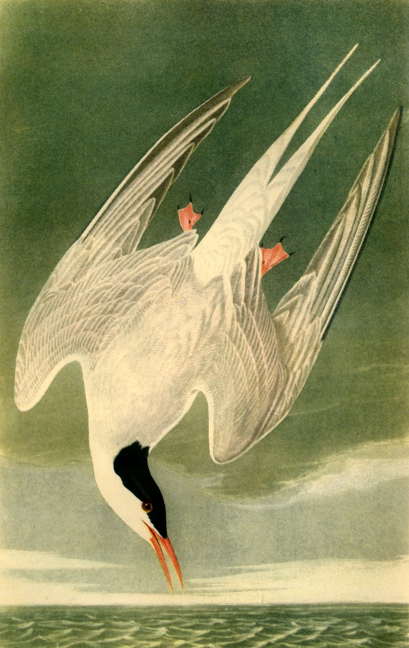 "Arctic Tern", 1835, 1942. alkotó: John James Audubon