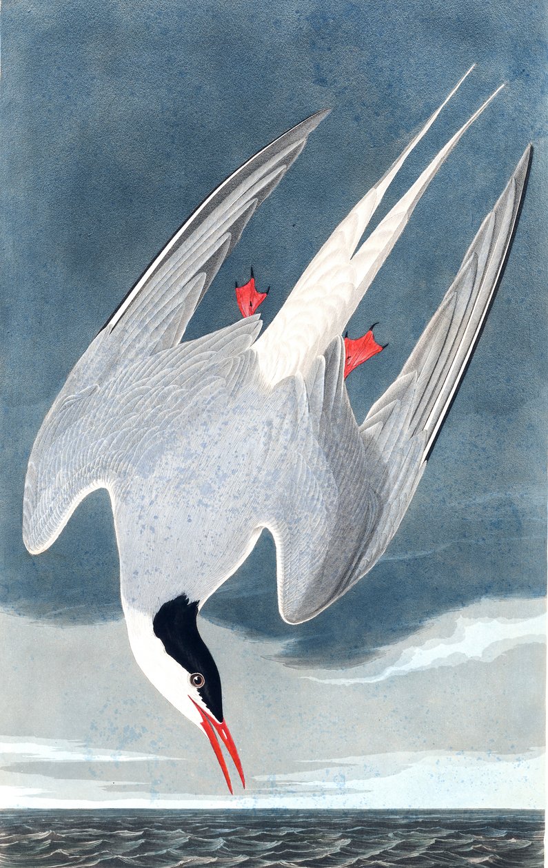 Sarki csér, Sterna Paradisaea, John J. Audubon "The Birds of America"-ból, pub. 1827-38 alkotó: John James Audubon