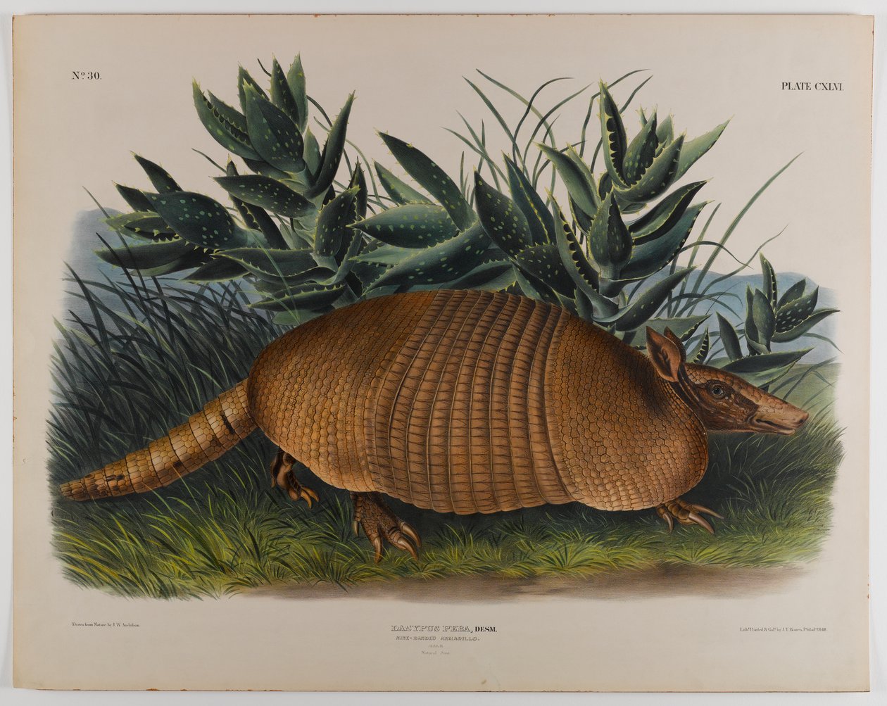 Tatú alkotó: John James Audubon
