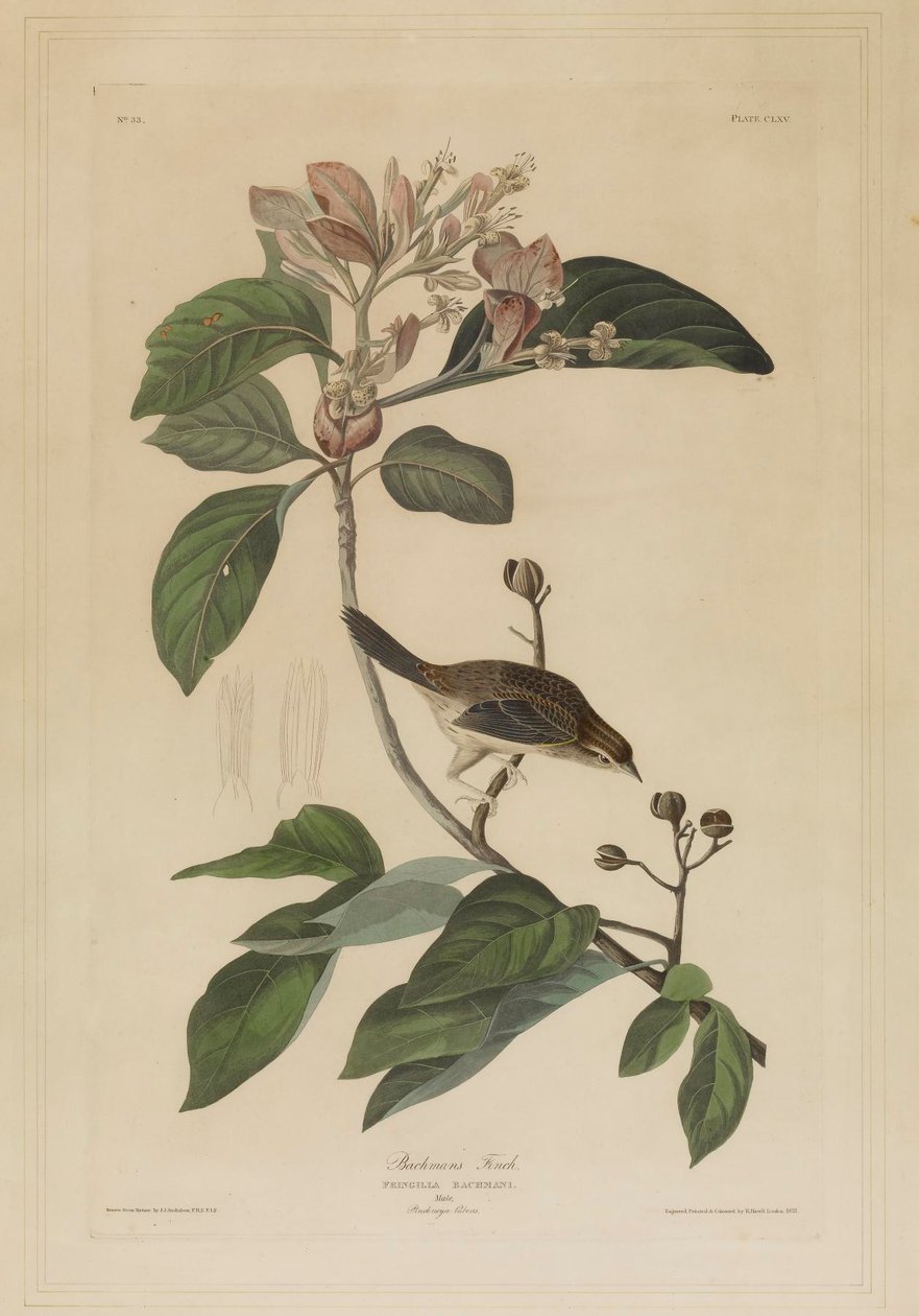 Bachman pintye alkotó: John James Audubon