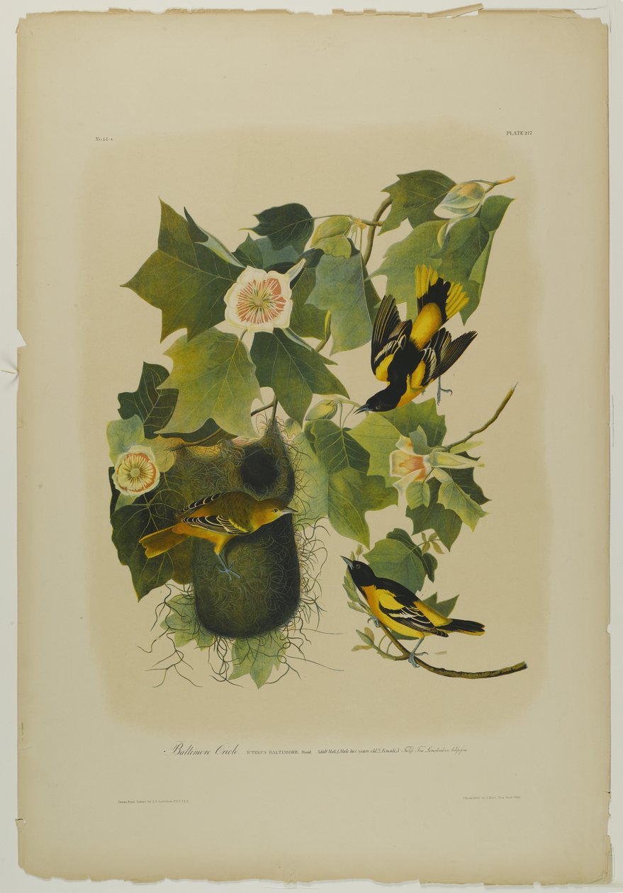 Baltimore Oriole, nyomta Julien Bien és adta ki Roe Lockwood & Son, 1861 (kromolitográfia) alkotó: John James Audubon