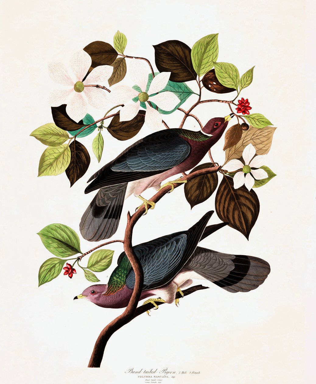 Band Tailed Pigeon, Columba Fasciata, a "The Birds of America"-ból, John J. Audubon, pub. 1827-38 alkotó: John James Audubon