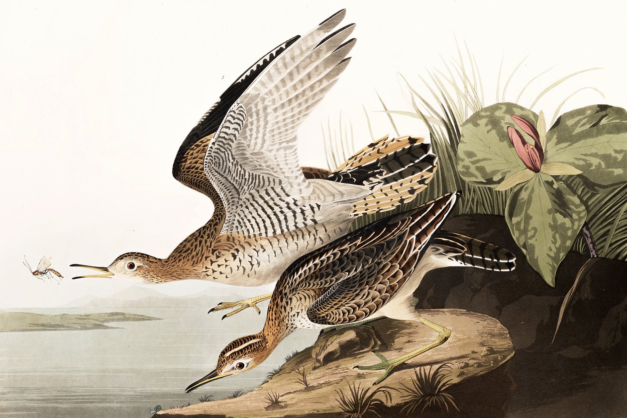 Bartram Sandpiper, Bartramia Longicauda, a "The Birds of America"-ból, John J. Audubon, pub. 1827-38 alkotó: John James Audubon