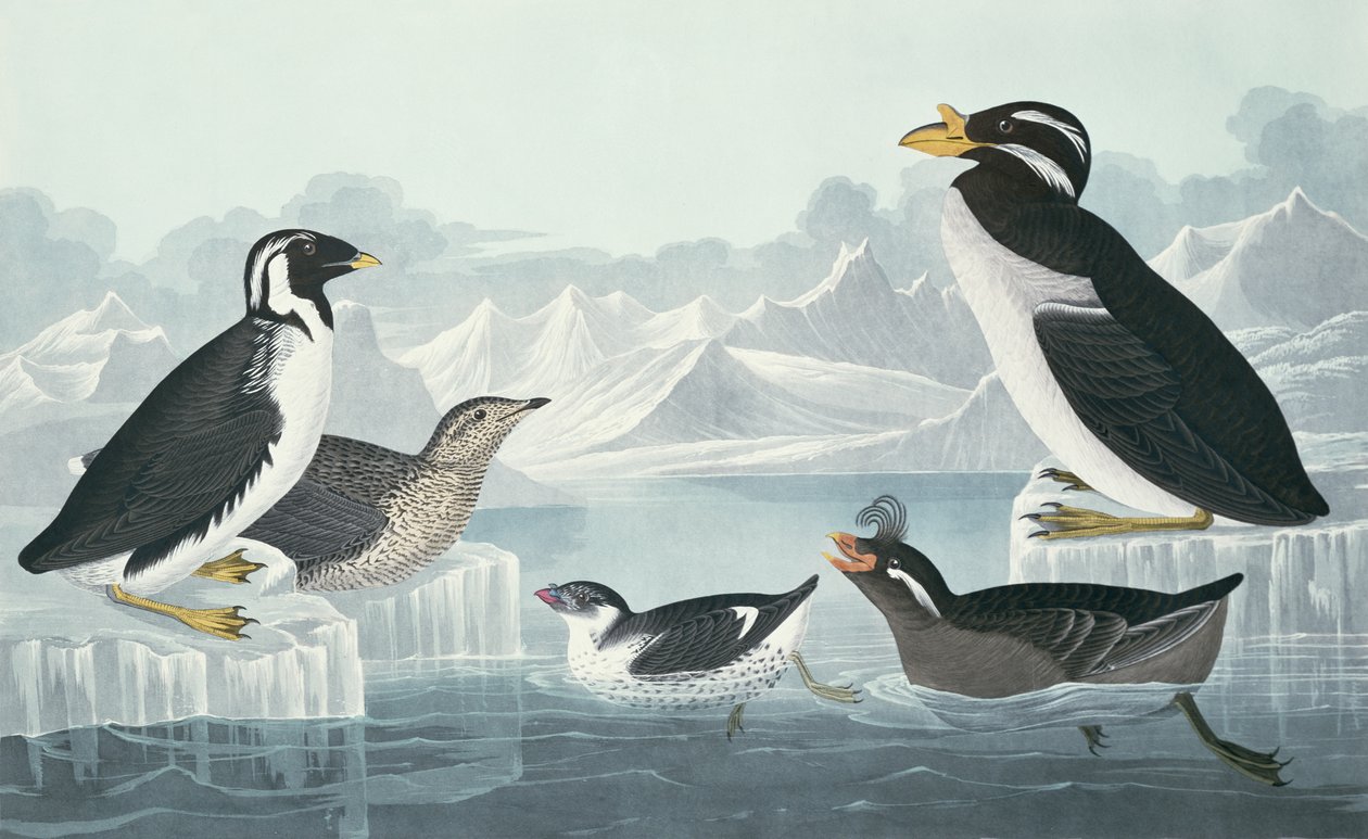 Feketetorkú guillemot, nemescsőrű auk, fodros tarajos auk, kürtcsőrű guillemot, természetből merítve alkotó: John James Audubon