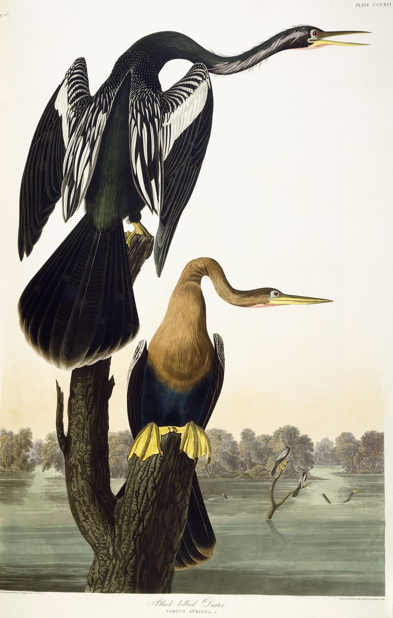Feketehasú Darter, 1836 alkotó: John James Audubon