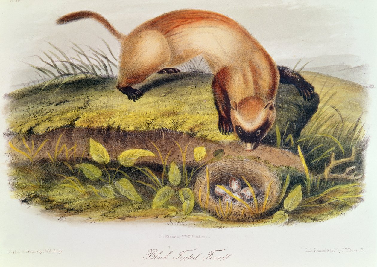 Feketelábú görény az észak-amerikai négylábúakból (1842-5) alkotó: John James Audubon