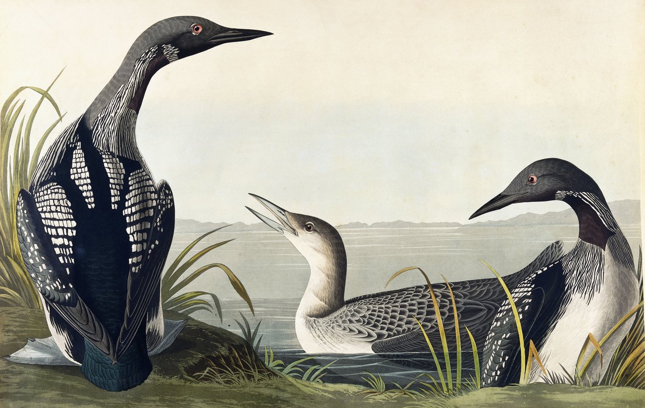 Feketetorkú búvár alkotó: John James Audubon