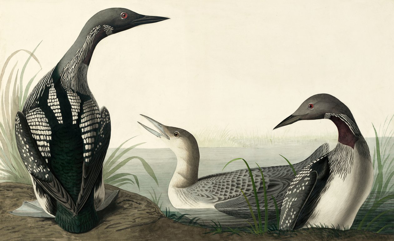Feketetorkú búvár, Colymbus Arcticus, a "The Birds of America"-ból, John J. Audubon, pub. 1827-38 alkotó: John James Audubon