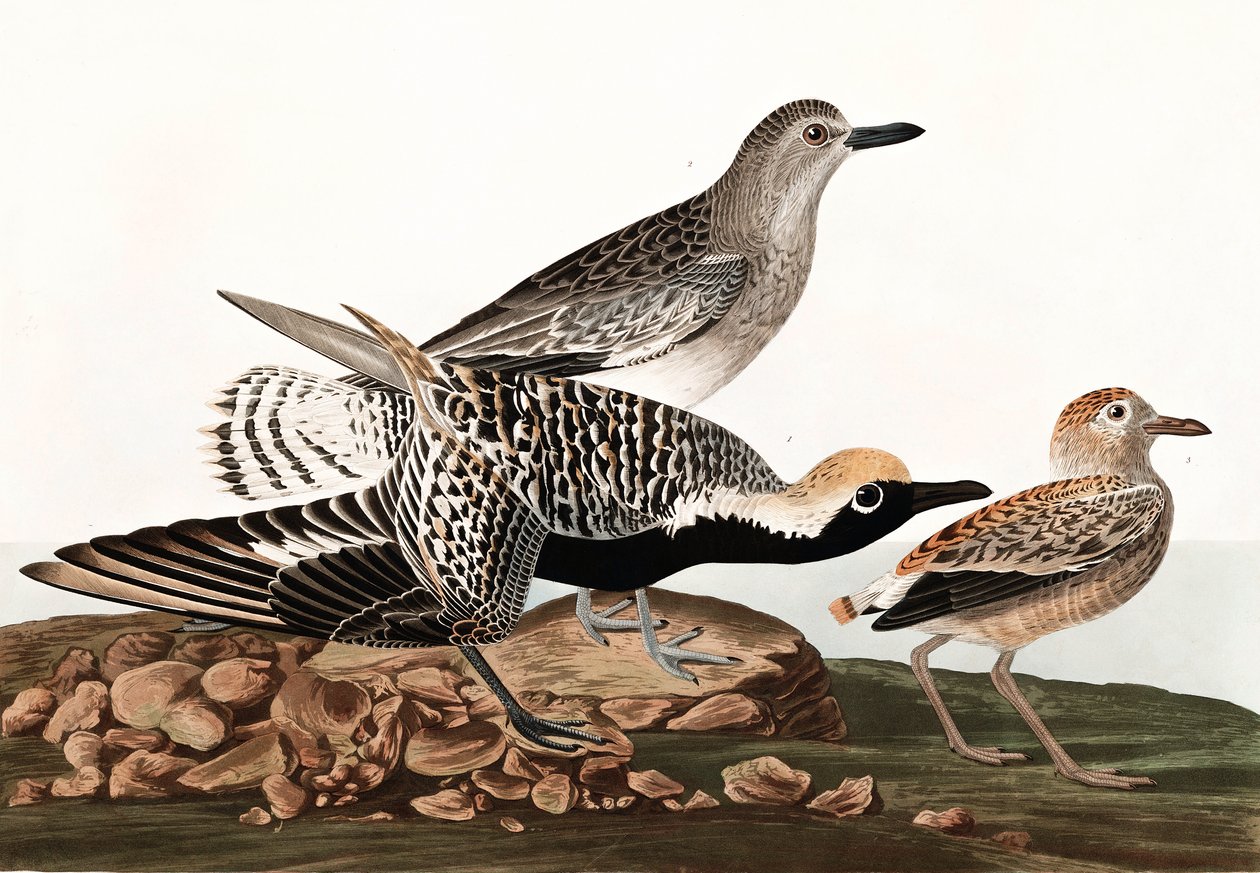 Black Bellied Plover, Charadrius Helveticus, a "The Birds of America"-ból, John J. Audubon, pub. 1827-38 alkotó: John James Audubon