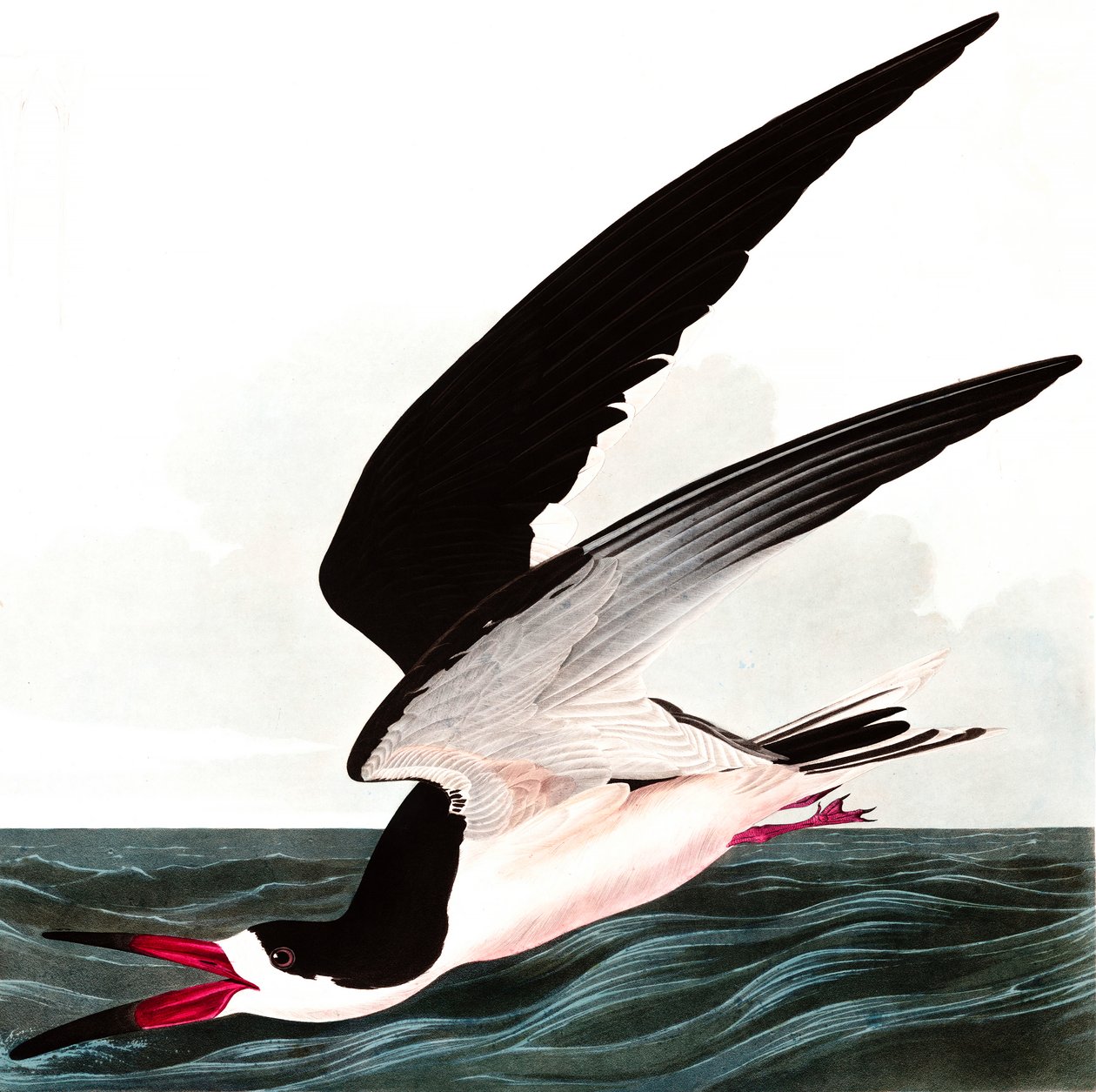 Black Skimmer vagy Shearwater, Rhincops Nigra, a "The Birds of America"-ból, John J. Audubon, pub. 1827-38 alkotó: John James Audubon