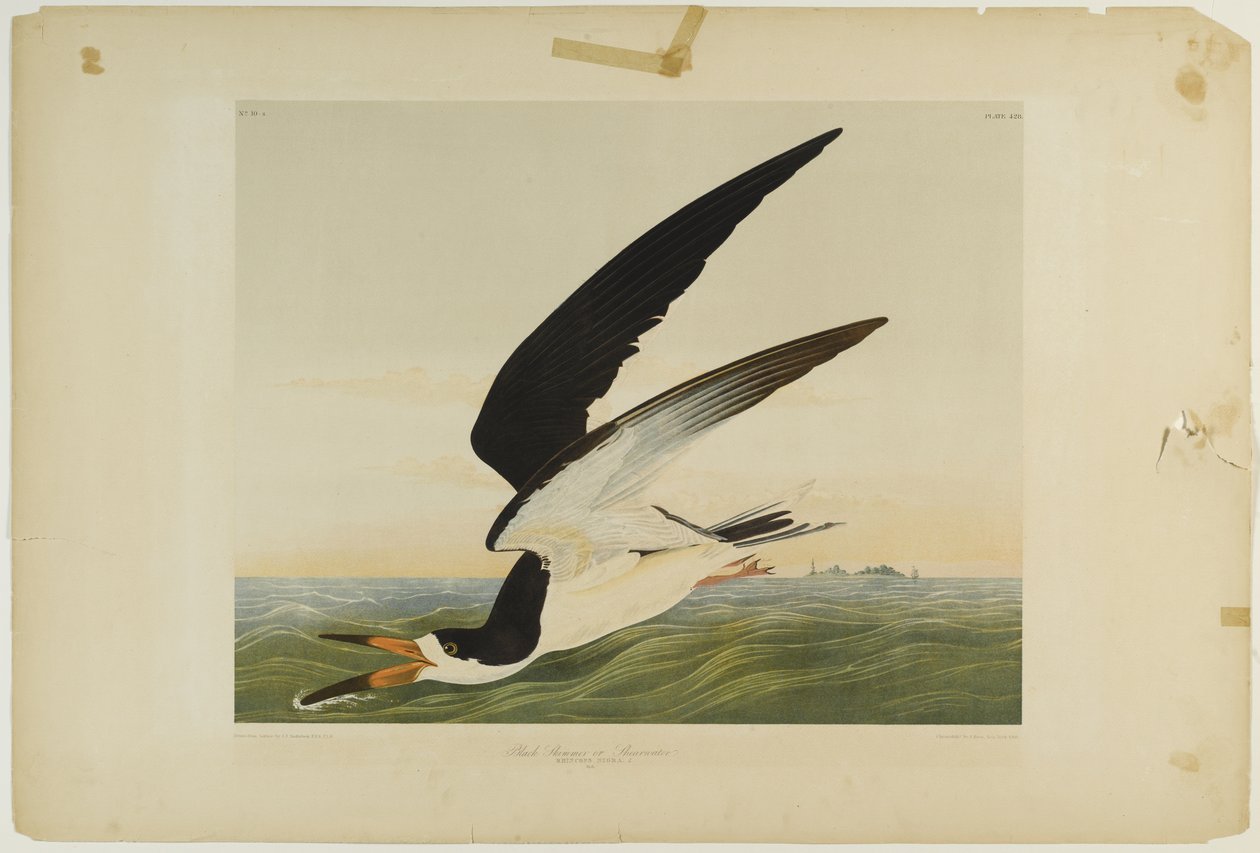 Black Skimmer vagy Shearwater, nyomta Julien Bien és adta ki Roe Lockwood & Son, 1861 (kromolitográfia) alkotó: John James Audubon