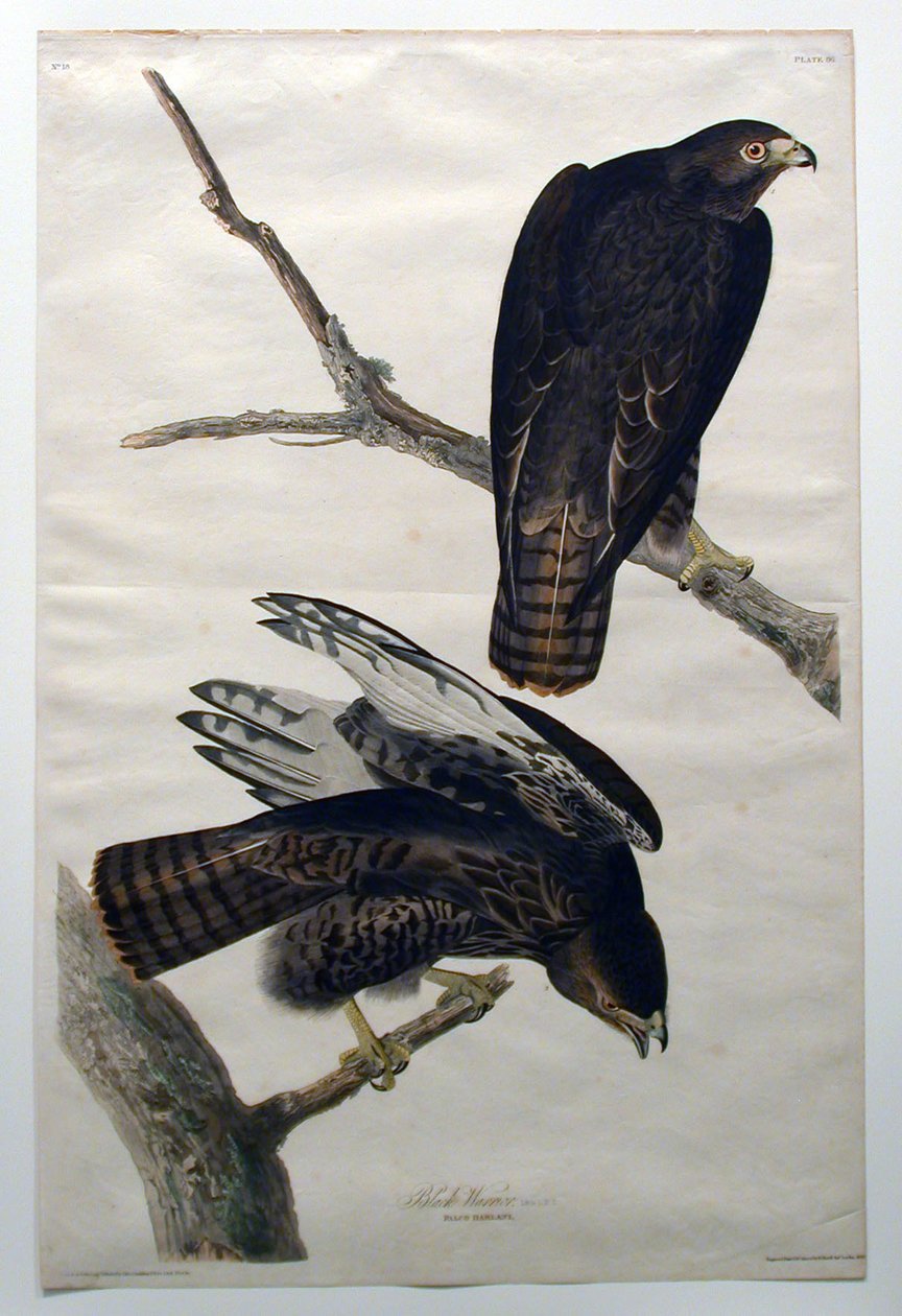 Fekete harcos (18. sz.) alkotó: John James Audubon