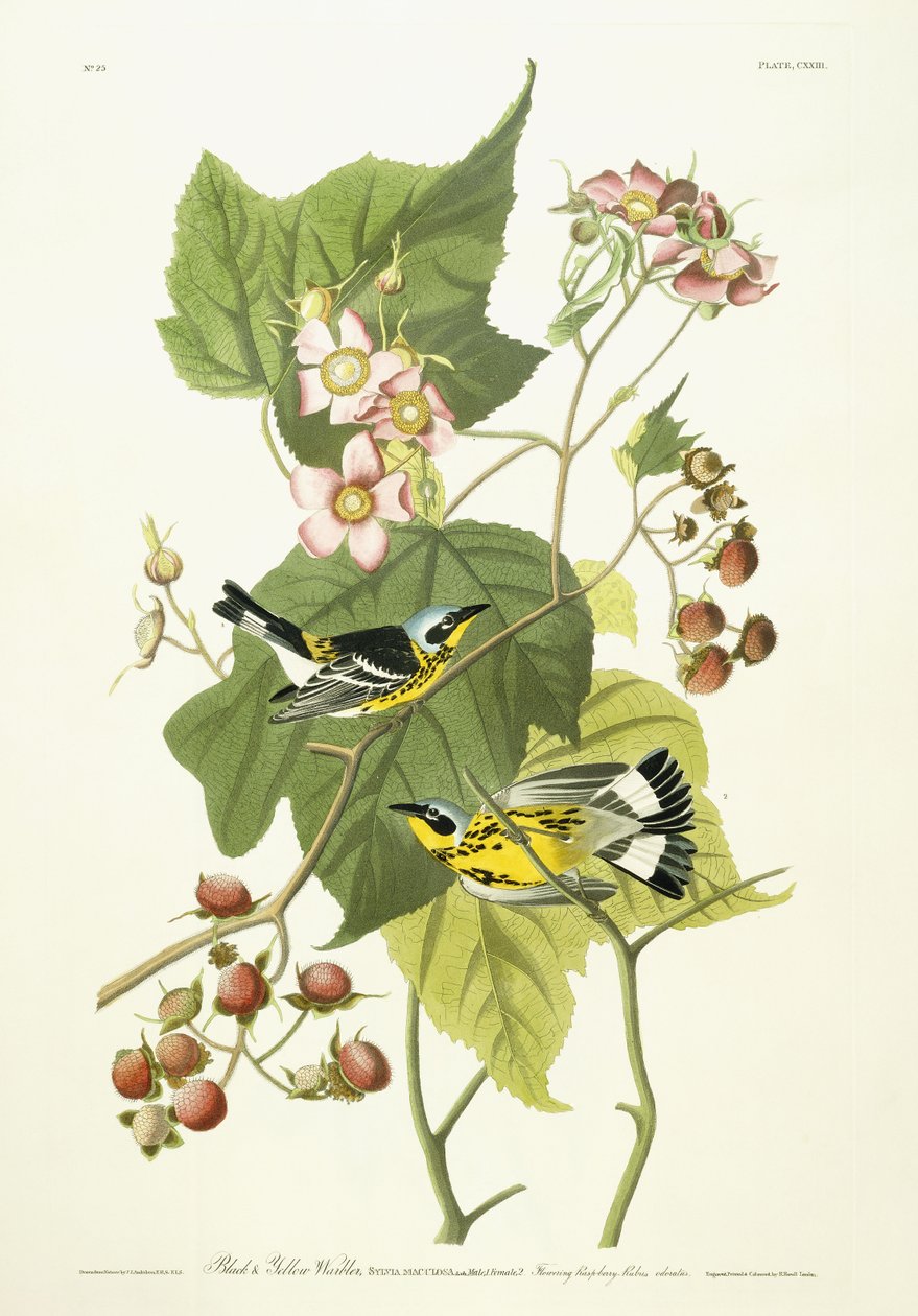 Fekete-sárga poszcsa és virágzó málna, 1826-1838 körül alkotó: John James Audubon