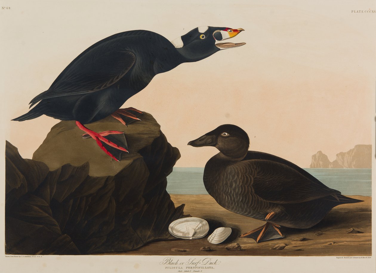 Fekete vagy szörfkacsa, 1836 (wc papíron) alkotó: John James Audubon