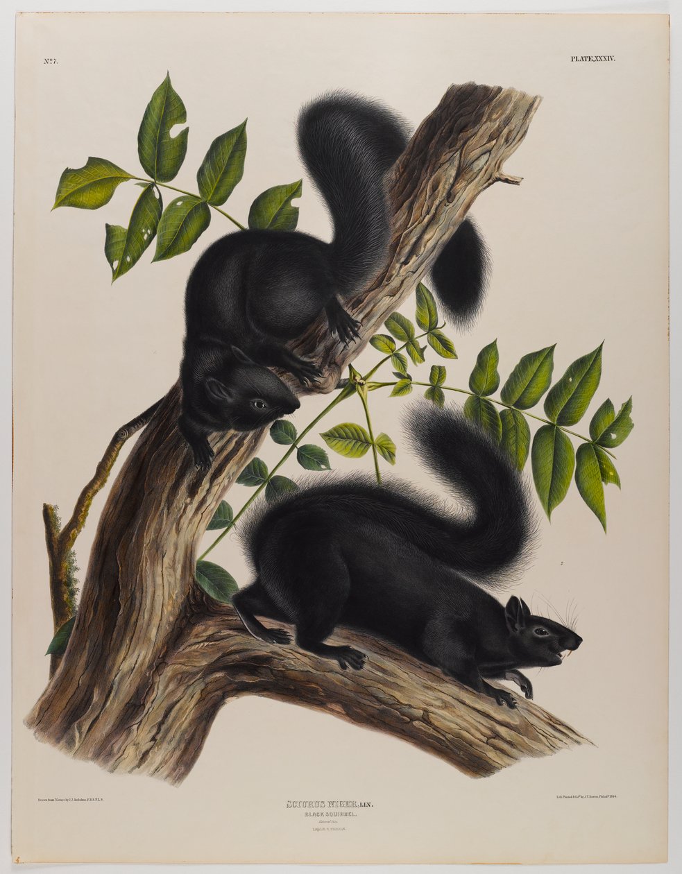Fekete mókus alkotó: John James Audubon