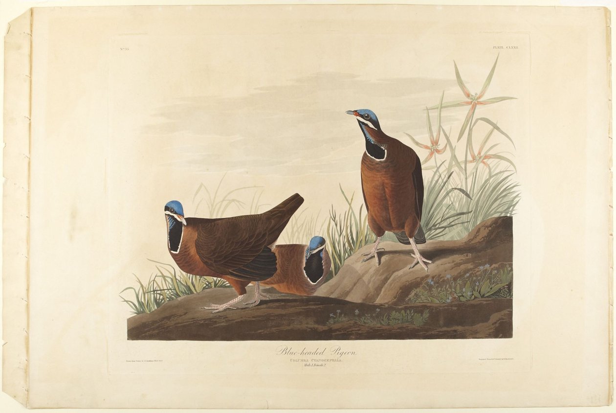 Kékfejű galamb alkotó: John James Audubon