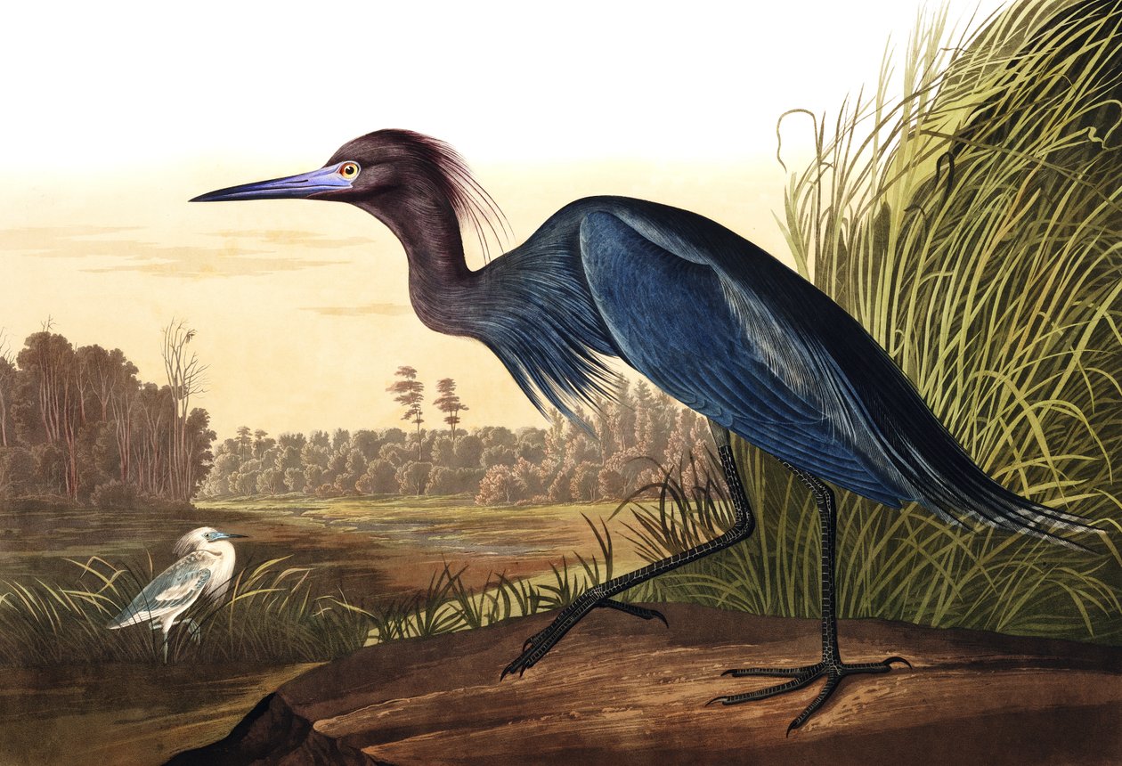 Blue Crane vagy Heron, Ardea Coerulea, a "The Birds of America"-ból, John J. Audubon, pub. 1827-38 alkotó: John James Audubon