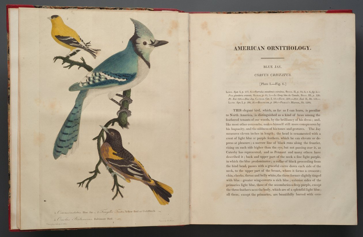 Blue Jay, oldal az Elephant Folio-ból (1827-38) alkotó: John James Audubon