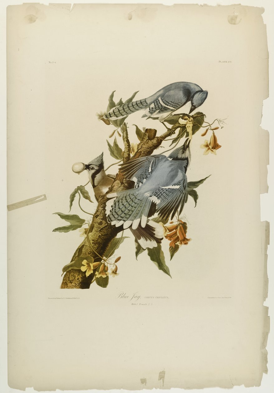 Blue Jay, nyomta Julien Bien és adta ki Roe Lockwood & Son, 1861 (kromolitográfia) alkotó: John James Audubon