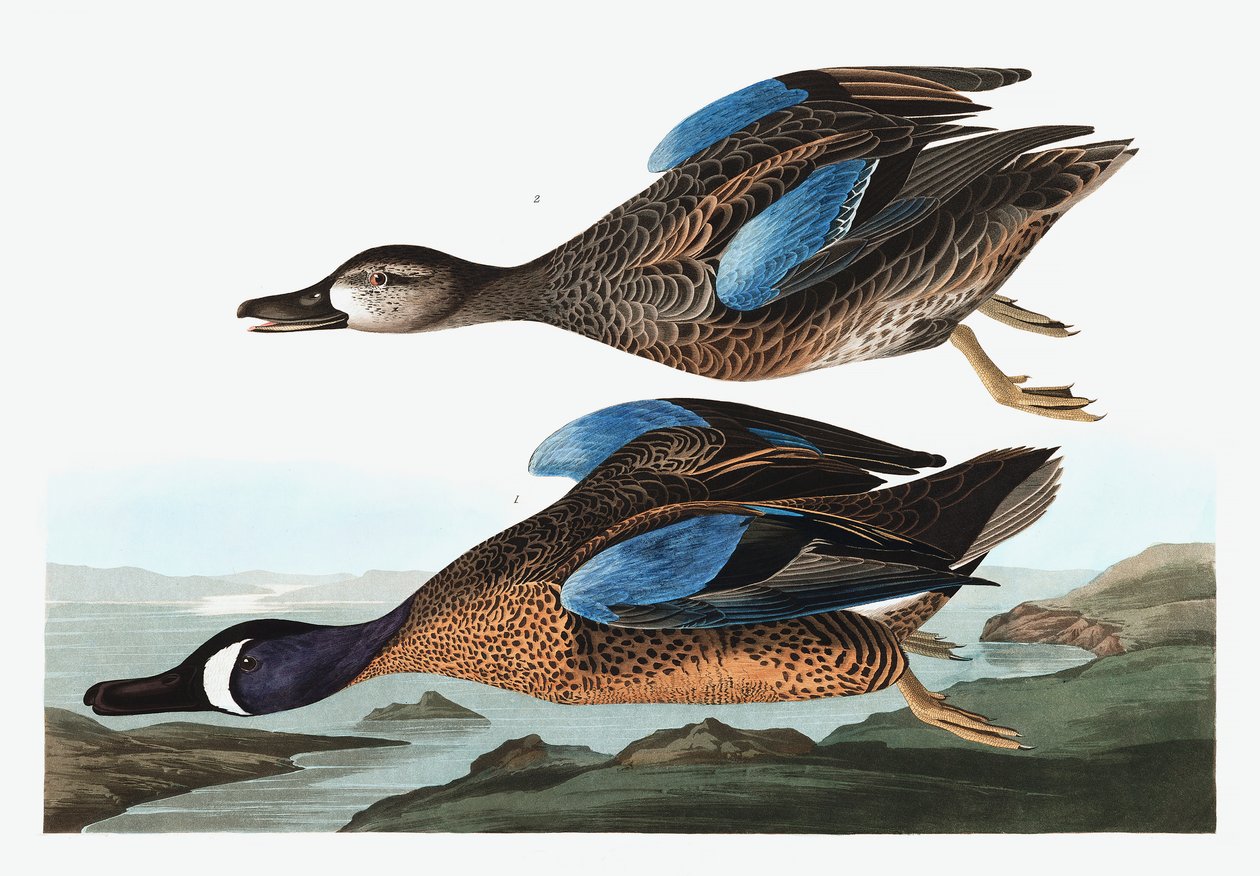 Blue Winged Teal, Anas Discors, a "The Birds of America"-ból, John J. Audubon, pub. 1827-38 alkotó: John James Audubon
